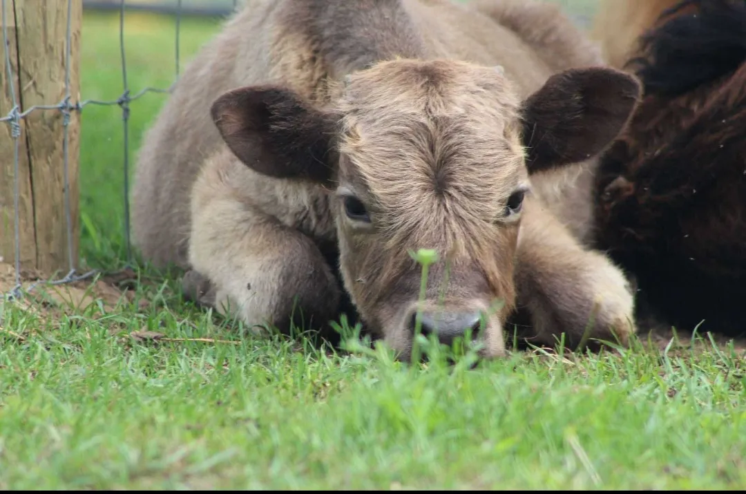 A calf resting in the grass with soft eyes, close up
