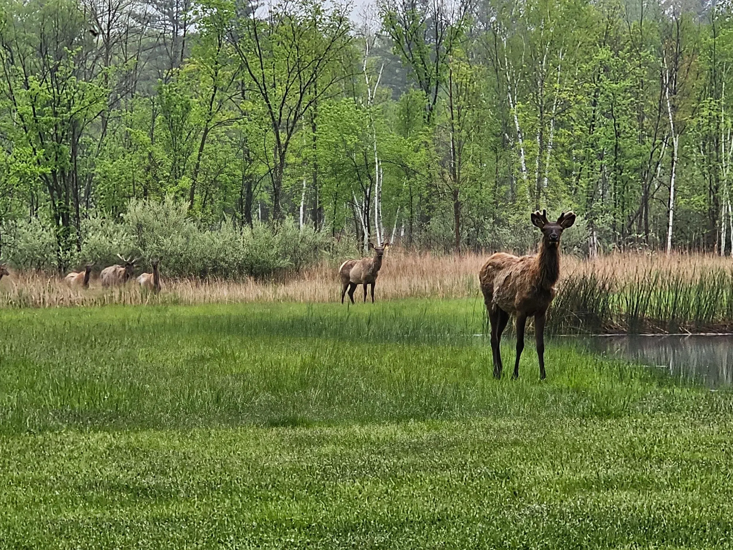 Elk herd grazing in a grassy meadow at Green's Deer Ranch in Caro, Michigan