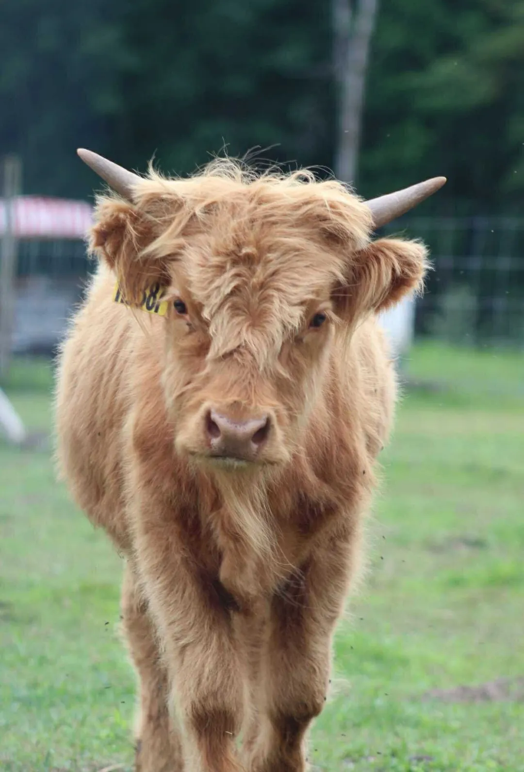 A young Highland cow with long ginger fur at the petting zoo