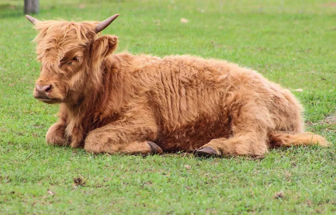 A Highland cow lying in the grass, resting