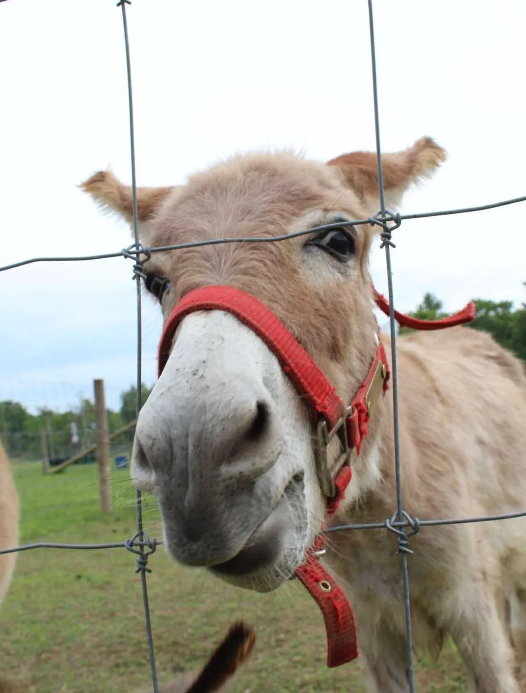 A friendly donkey wearing a red halter, nose up to the camera through the fence
