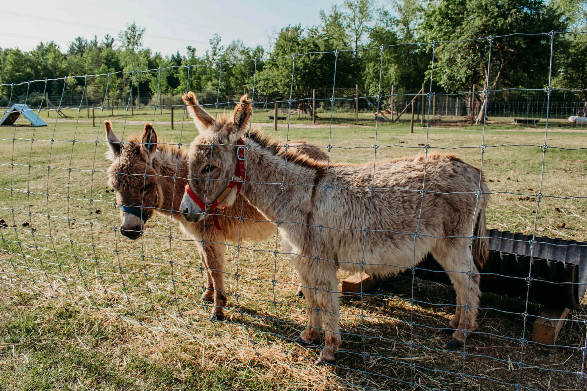 Two donkeys standing at a wire fence, ready for visitors