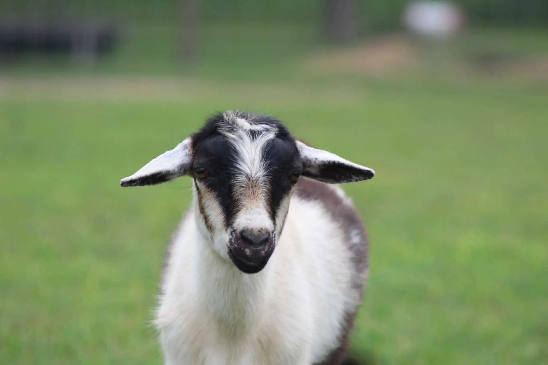 Close-up portrait of a black and white goat at the petting zoo, looking directly at the camera