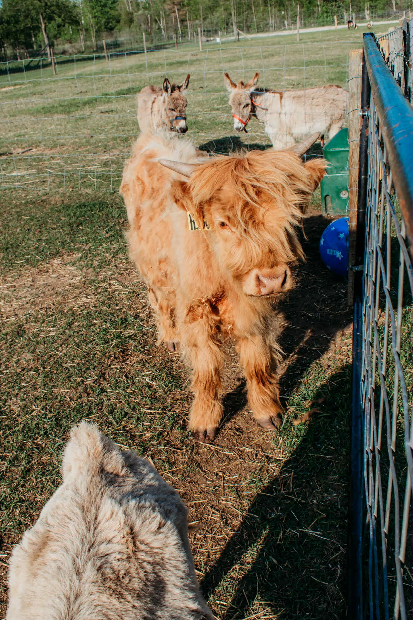 A Highland cow in the foreground with donkeys visible behind it