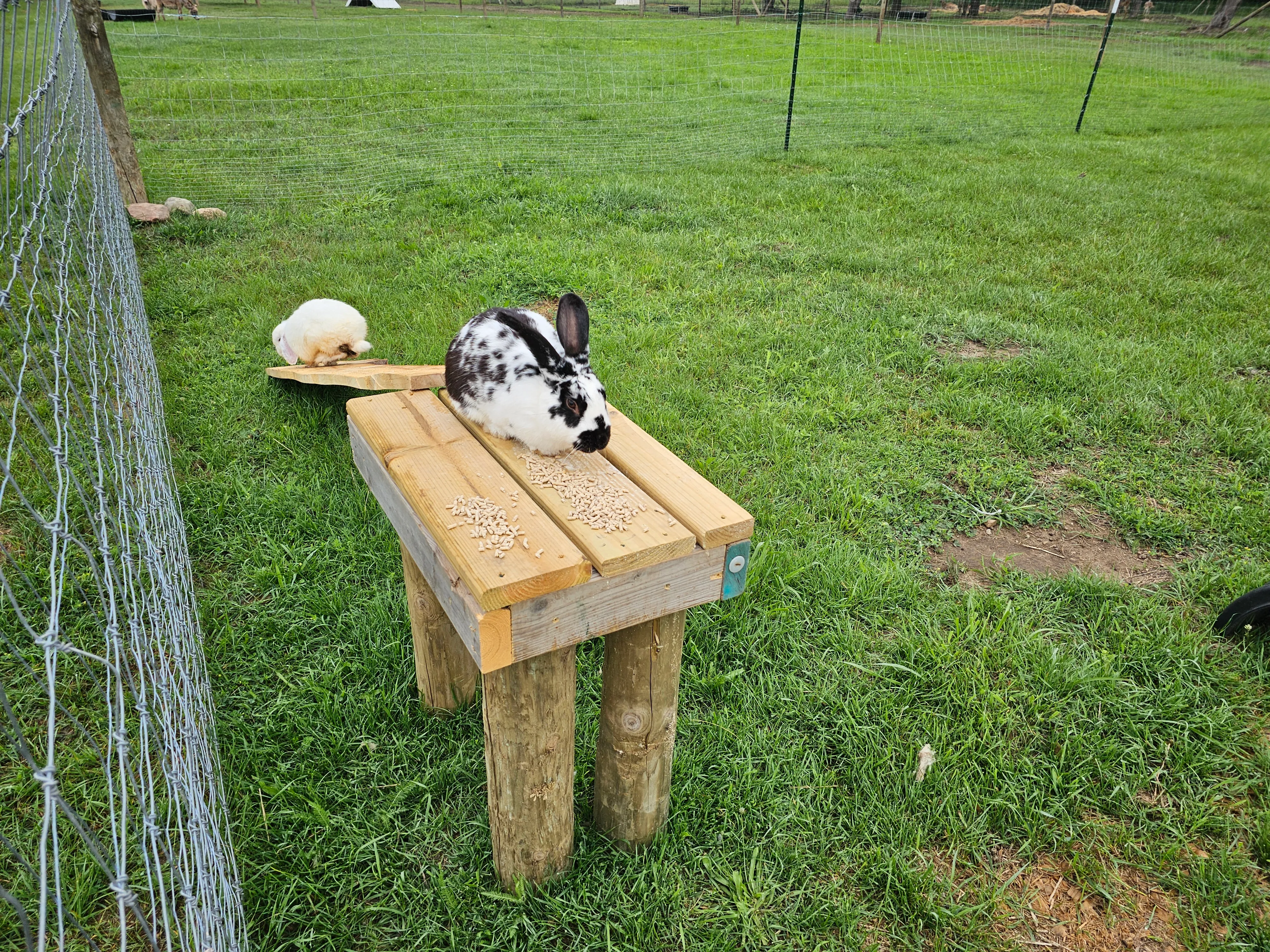 A spotted rabbit eating from a wooden feeding perch
