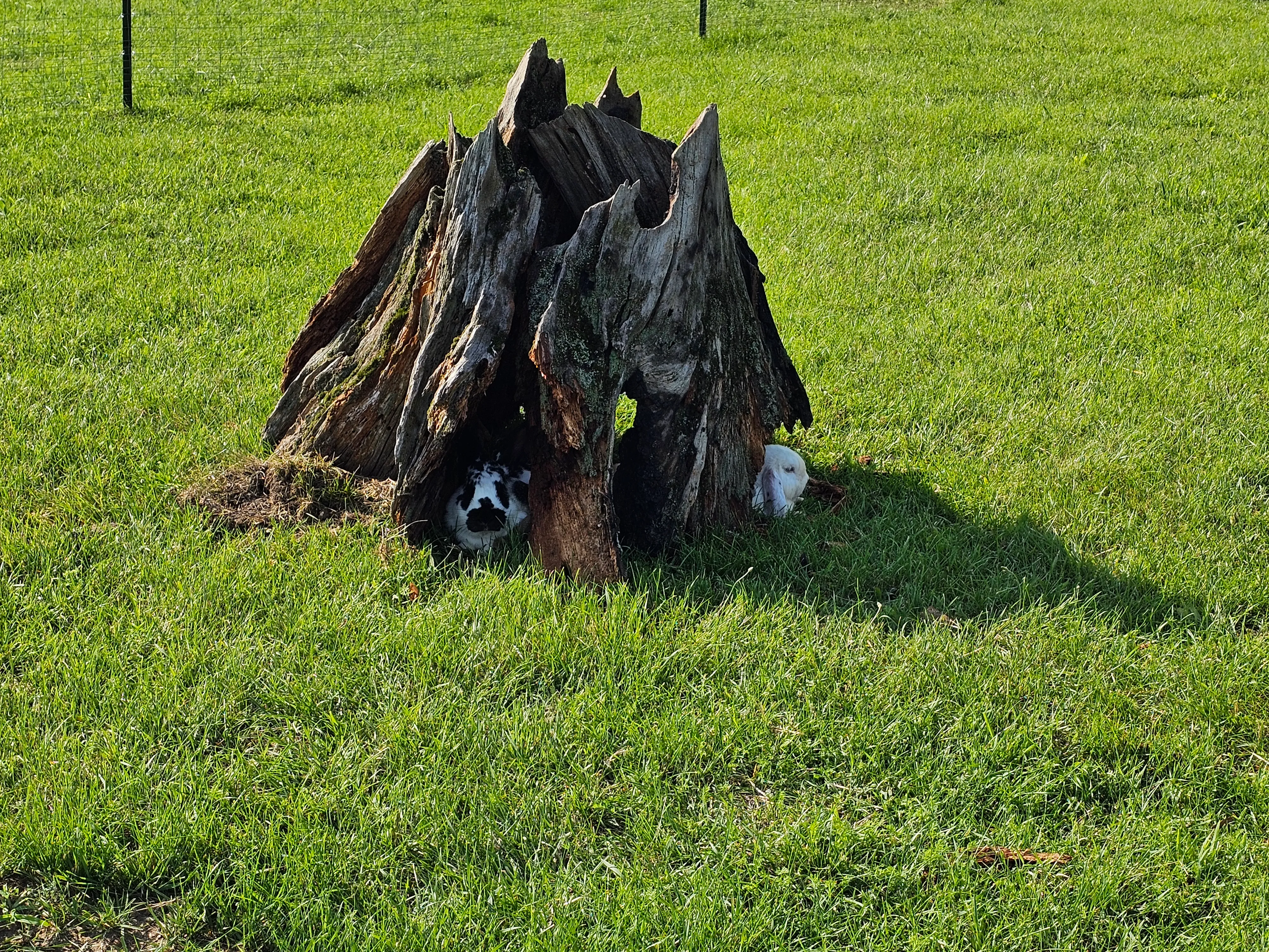 Two rabbits peeking out from a hollow in a large tree stump in the petting zoo